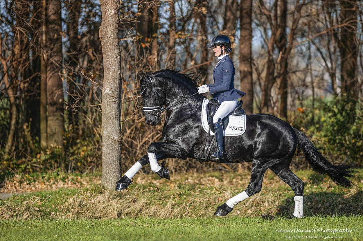 Friesian Dressage Stallion - Fryso 518